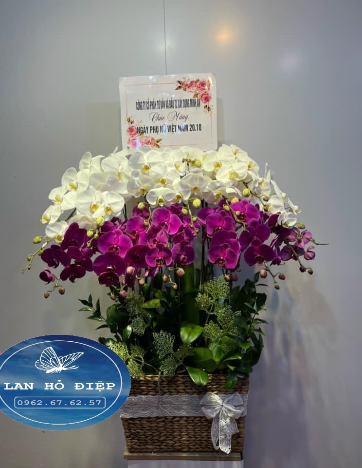 Đùm Bọc - LHD023T