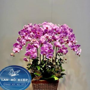 Tím Huế - LHD024T