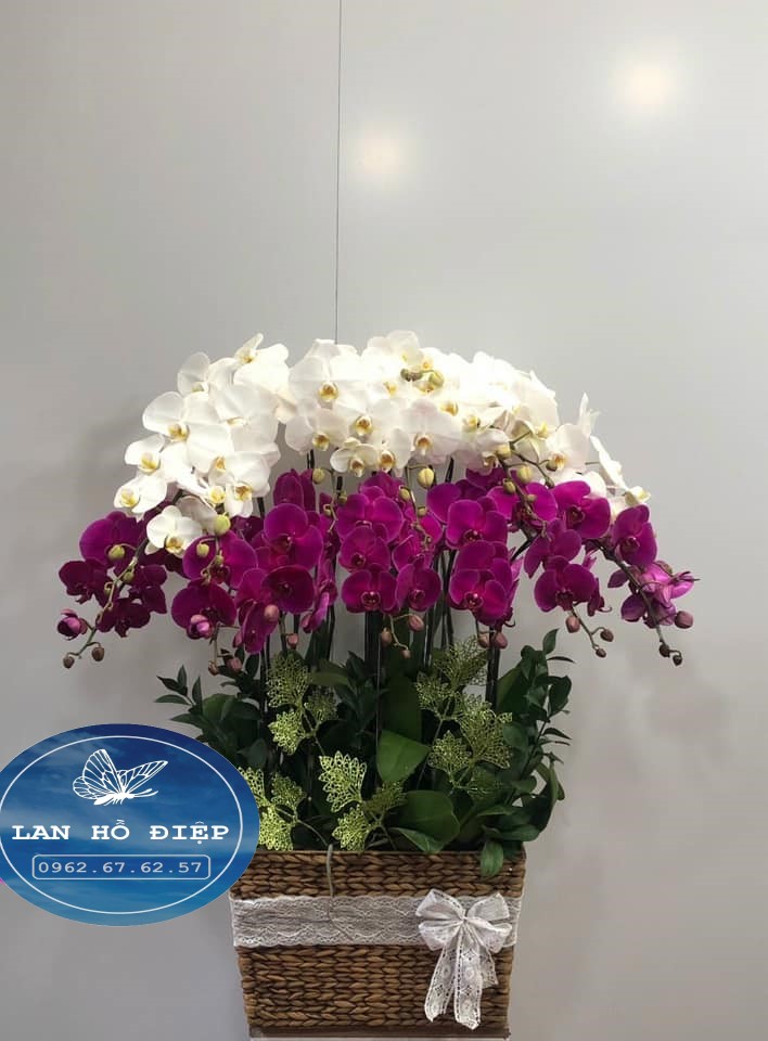 Vững Chãi - LHD025T