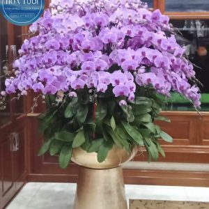 Lan Hồ Điệp - LHD085