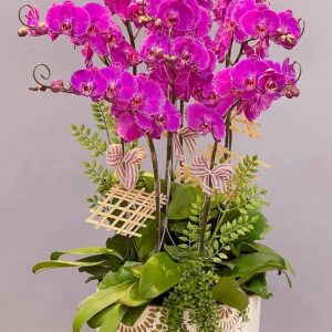 Lan Hồ Điệp - LHD068