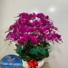 Son Sắt - LHD003T 2 3