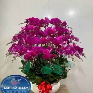 Son Sắt - LHD003T