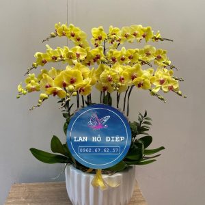 Vàng Ròng - LHD004T