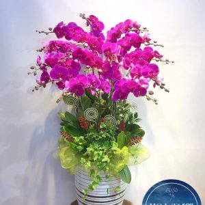 Lan Hồ Điệp - LHD089